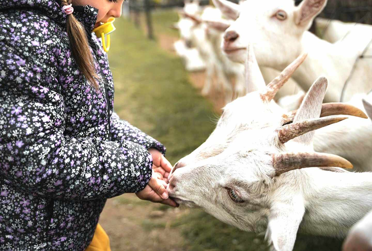 Things to Do in Wexford: The Ultimate Local’s Handbook