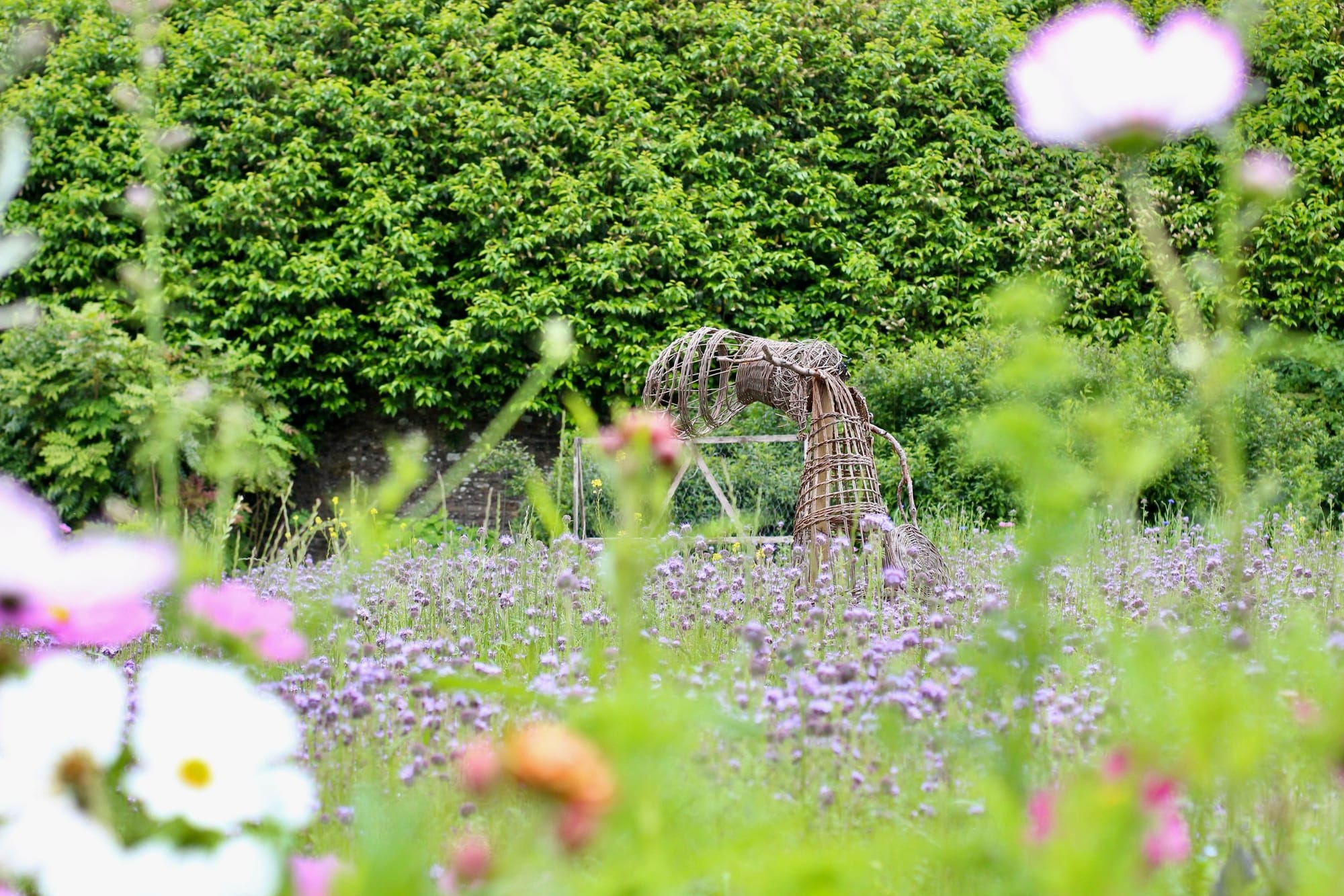 Best Hiking Trails in Laois: Where Ancient Paths Meet Mountain Views