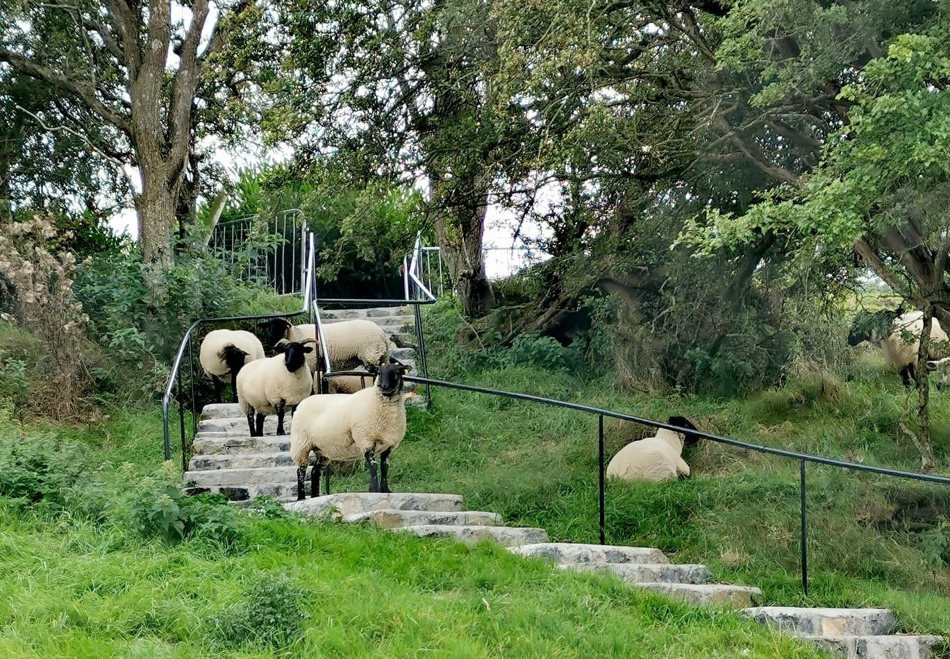 Best Hiking Trails in Meath: Your Complete Guide to Royal County Adventures
